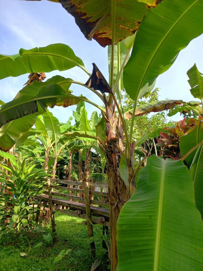 Banana Grove El Nido 호텔 외부 사진