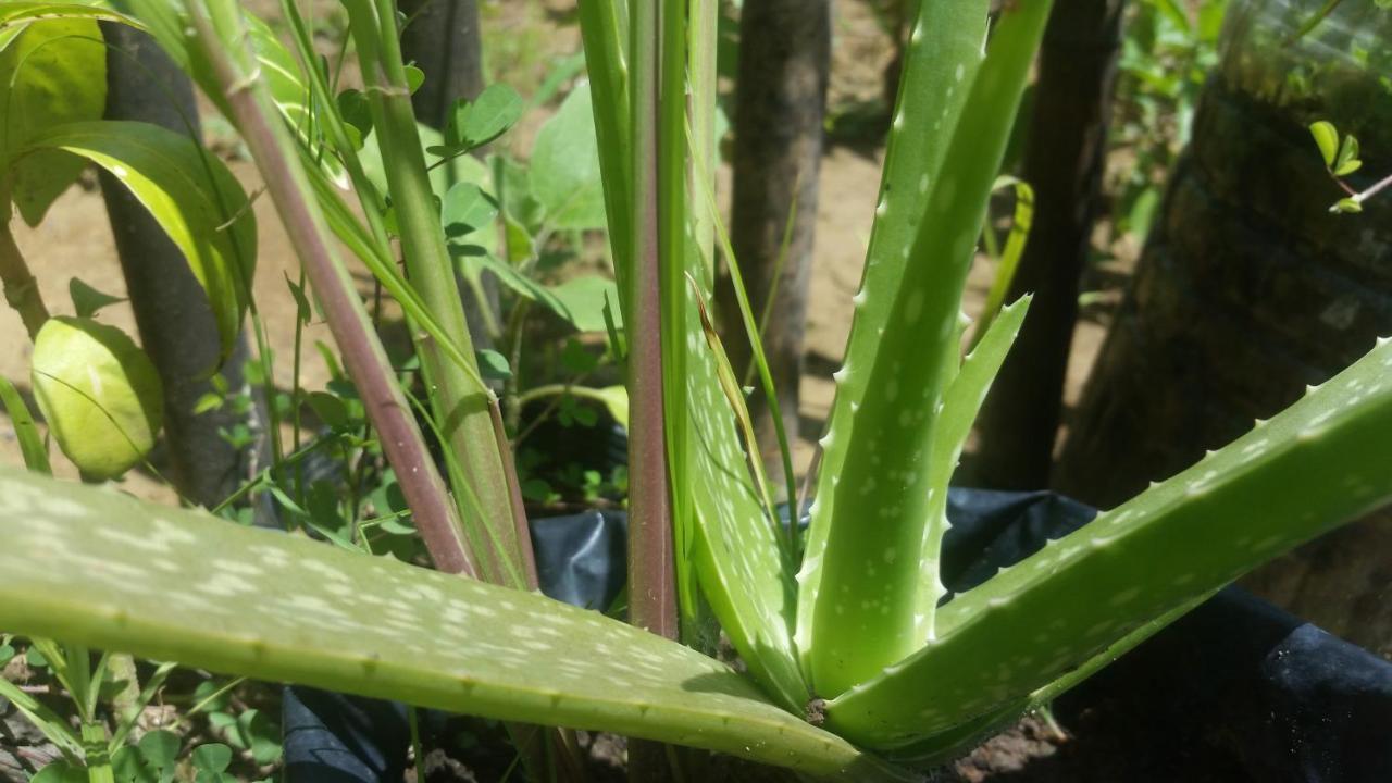 Banana Grove El Nido 호텔 외부 사진