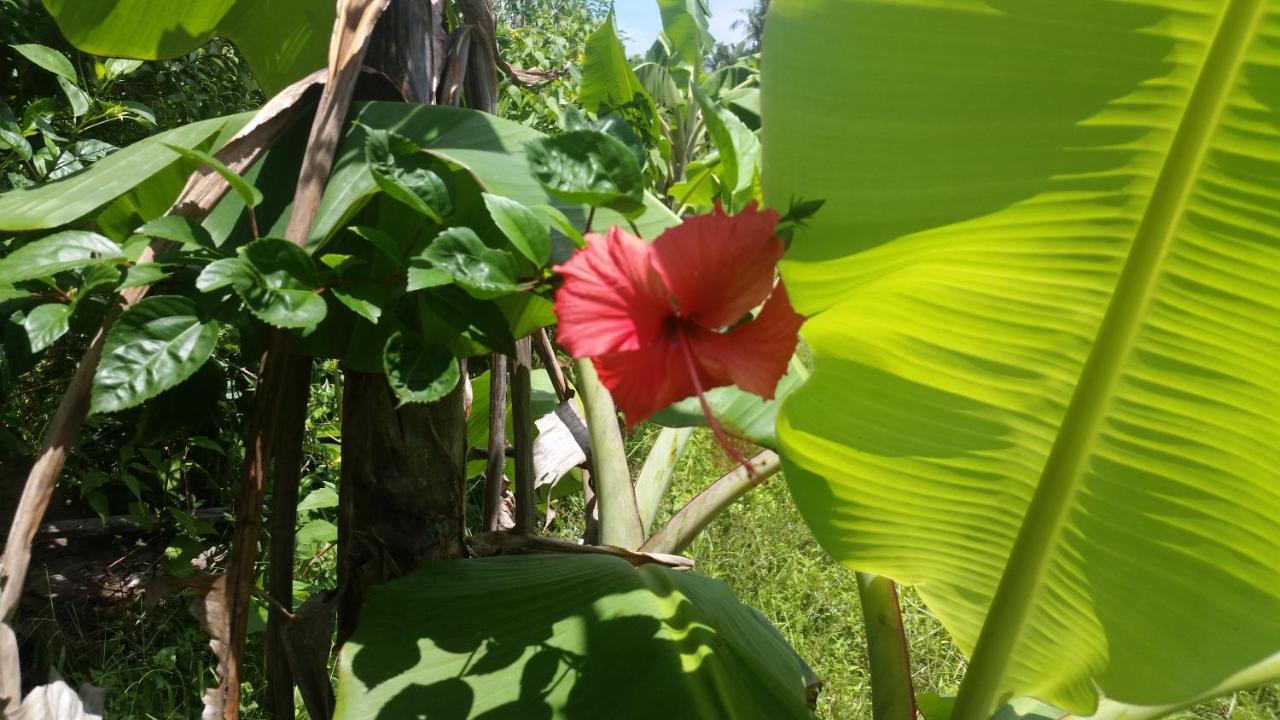 Banana Grove El Nido 호텔 외부 사진