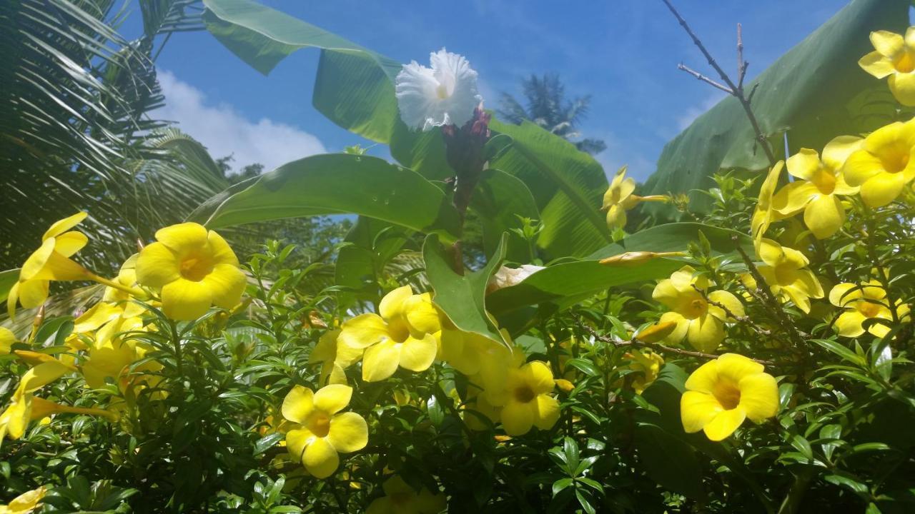 Banana Grove El Nido 호텔 외부 사진